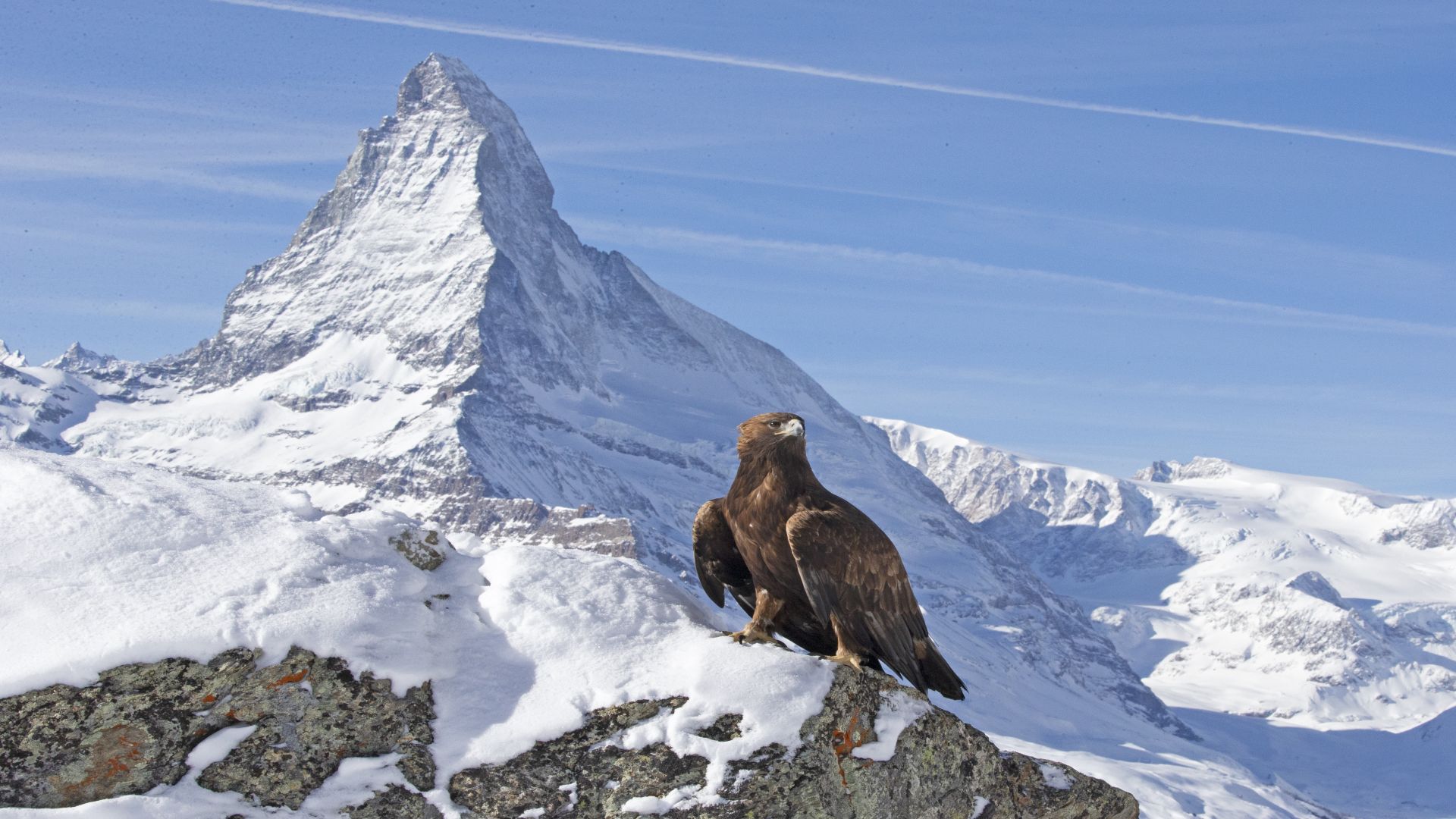 Bild zu The Alps - Wild Mountains - Extreme Lives