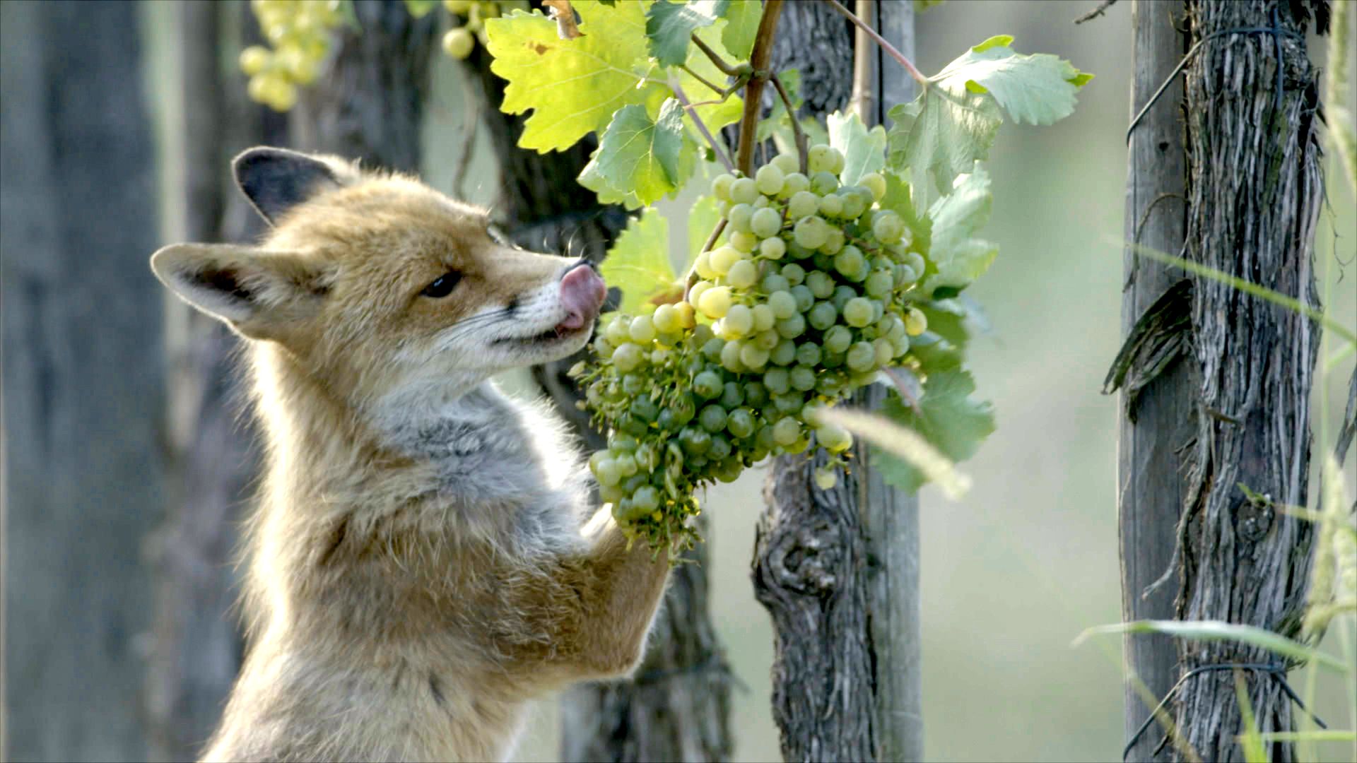 Bild zu Die wunderbare Welt des Weingartens