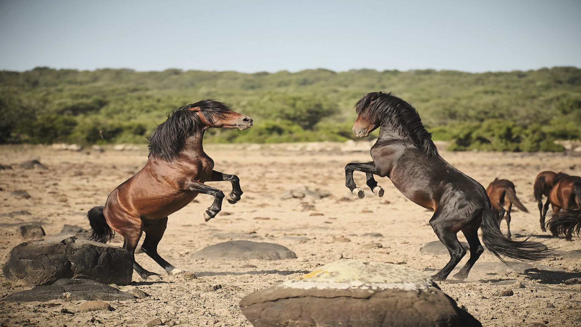 Bild zu Pferde im Sturm - Das wilde Herz Sardiniens