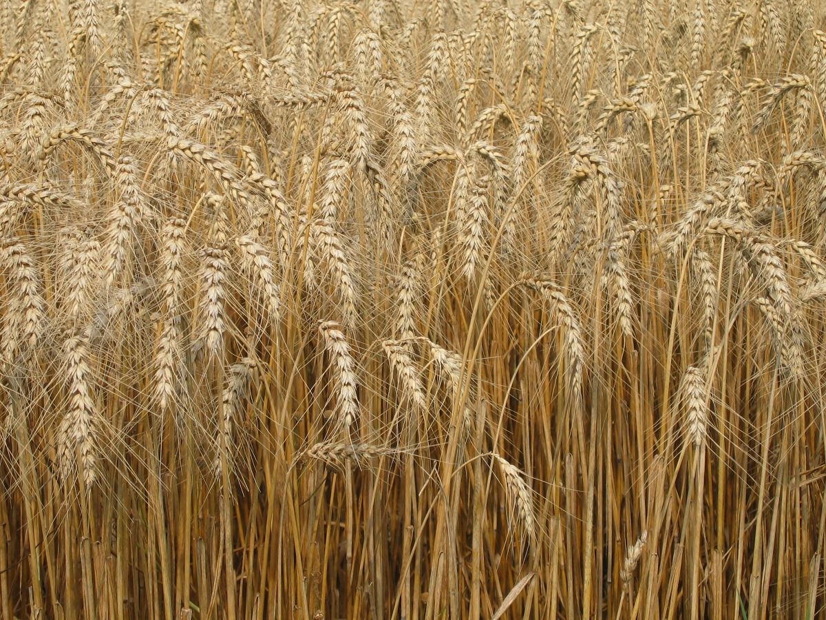 Bild zu Ein Kilo Weizen